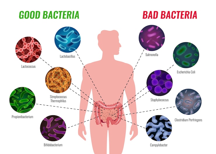 JH Podcast 14: Exploring the Whole Body Microbiome & Its Impact on Health with Dr. Brett Finlay