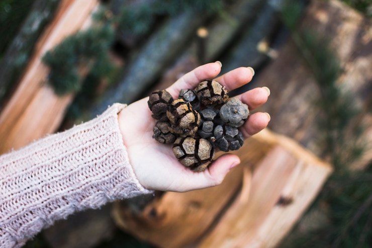 6 Health Benefits of Chaga