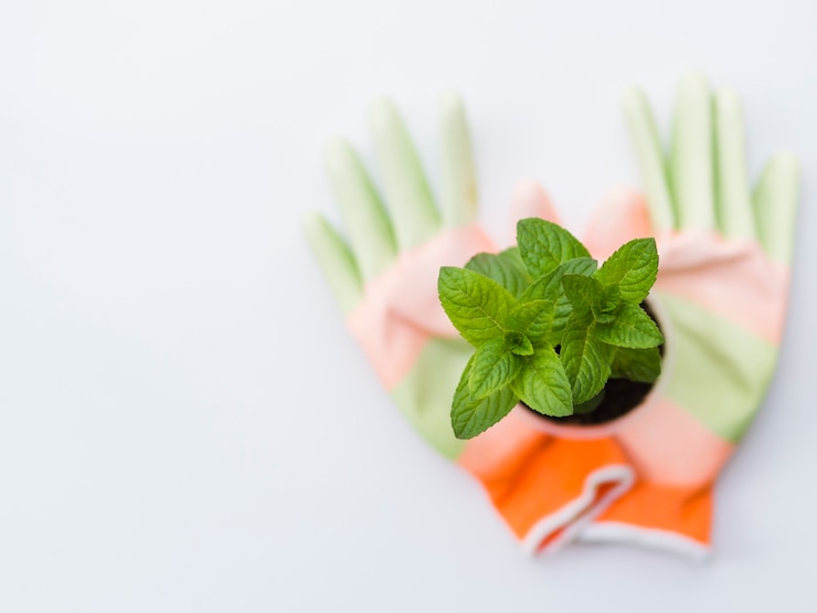 Mint: Leading Health Advantages