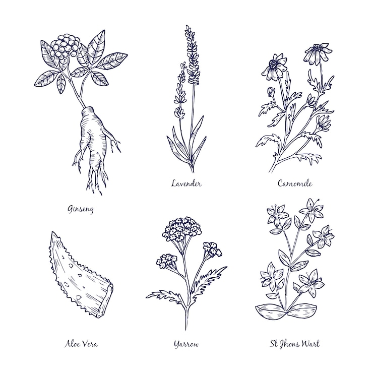7 Incredible Health and Beauty Advantages of Comfrey Root