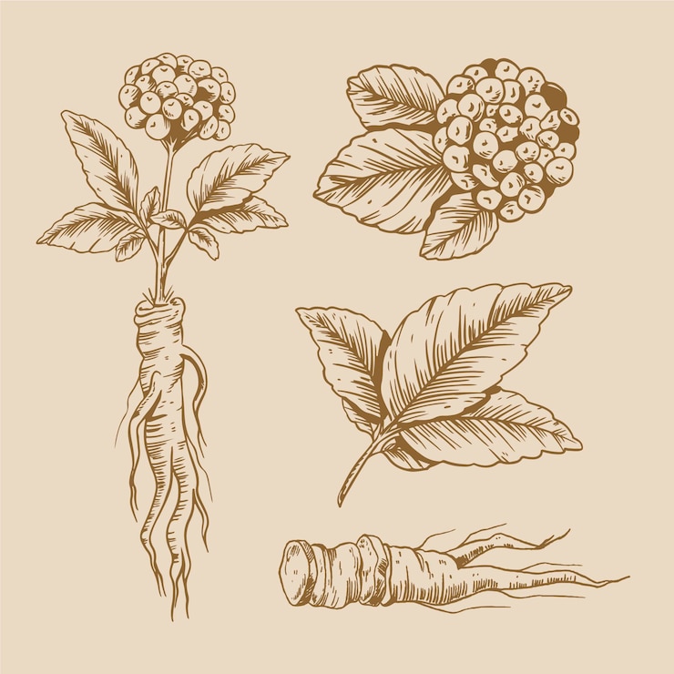 All You Should Know About Maca